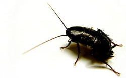 Oriental cockroach - Blatta orientalis