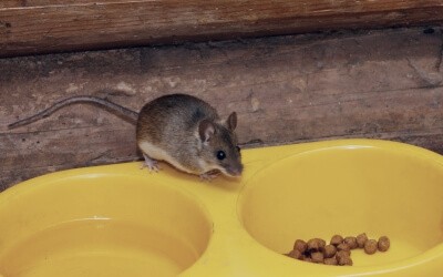 Found this domestic mouse outside! I want to make sure I do what's best for  him! I'm not keeping him though. : r/PetMice
