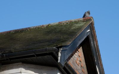 How To Keep Pigeons Away From My House Fantastic Pest Control