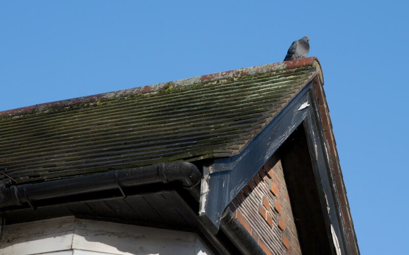 How to Keep Pigeons Away from My House Fantastic Pest Control