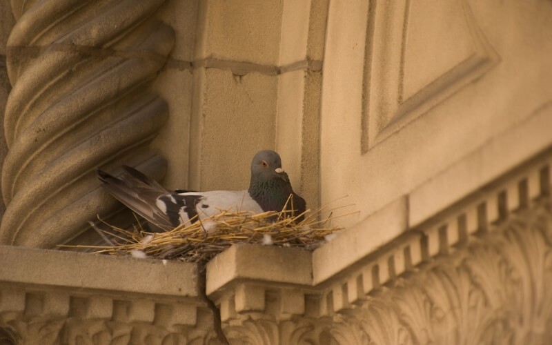 Pigeon nesting on a ledge