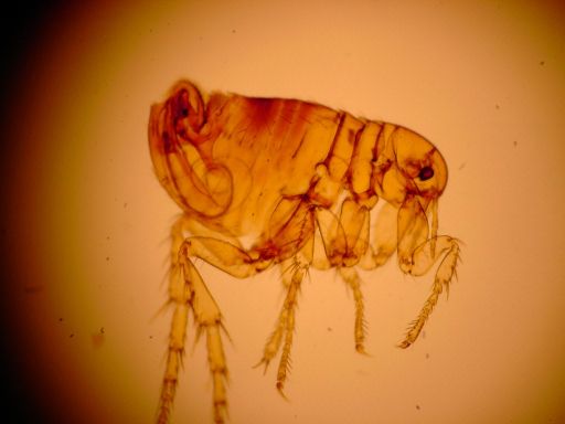 flea larvae actual size