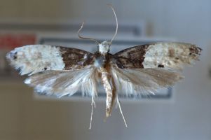 https://cdn.fantasticpestcontrol.co.uk/wp-content/uploads/2019/06/carpet-moth-non-retina.jpg