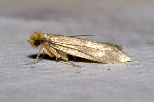 How to get rid of moths: 10 tips