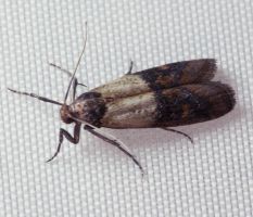 Advice on how to get rid of Bee Moths in UK house. : r/pestcontrol