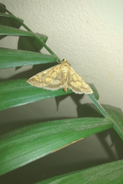 moth with open wings