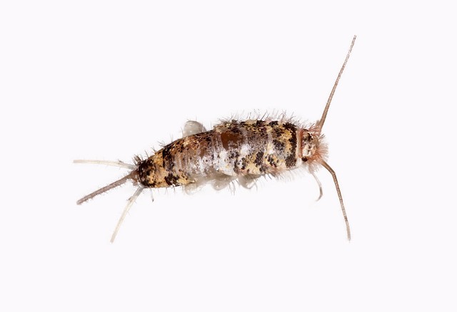 silverfish larvae