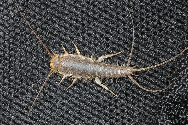 How to Get Rid of Silverfish Quickly with Natural Traps and Tips