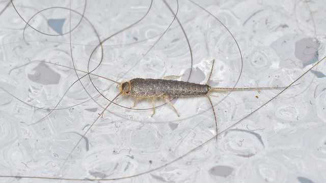 silverfish larvae