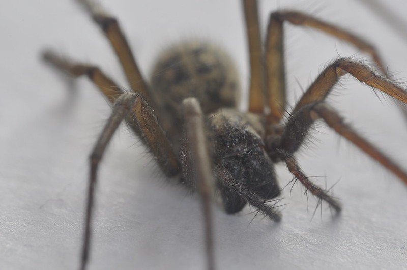 Daddy long legs just had a ton of babies in my bathroom and I can't bring  myself to remove them. Go forth and multiple little buddies. : r/spiders