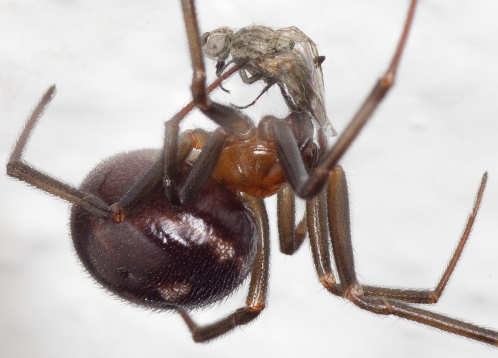 cupboard spider with a prey