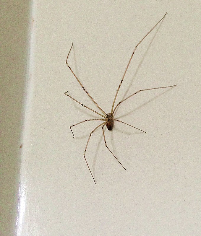 daddy long-legs spider on the corner