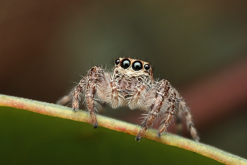 close up photo of a jumping spider