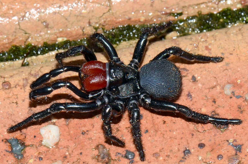 black male mouse spider