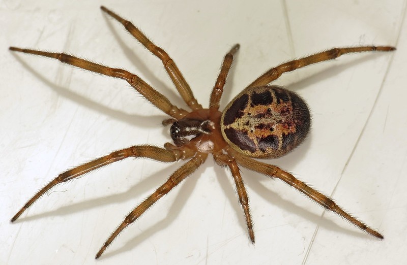 noble false widow spider in a house