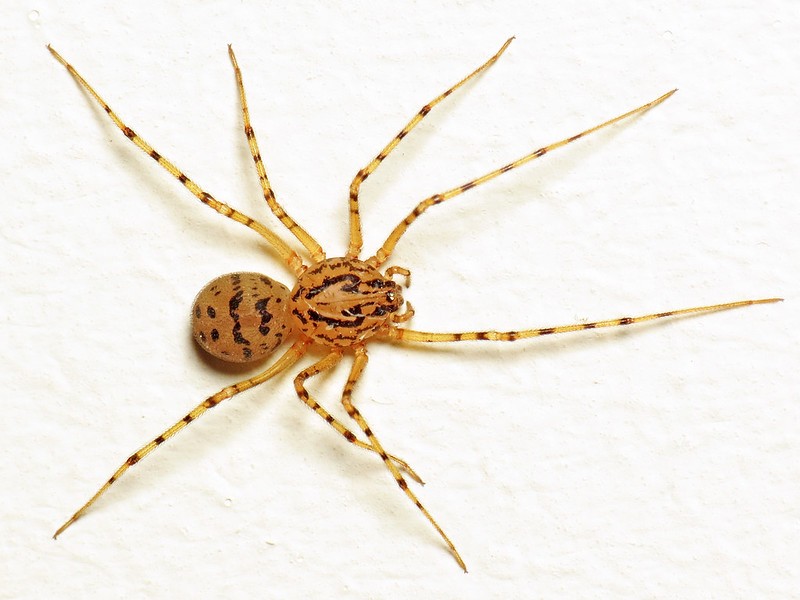 brown with black spitting spider on a white wall