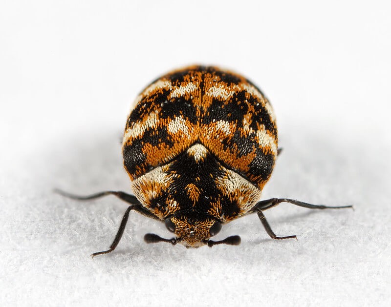 adult carpet beetles' close up