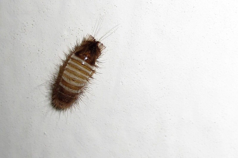 varied carpet beetle life cycle