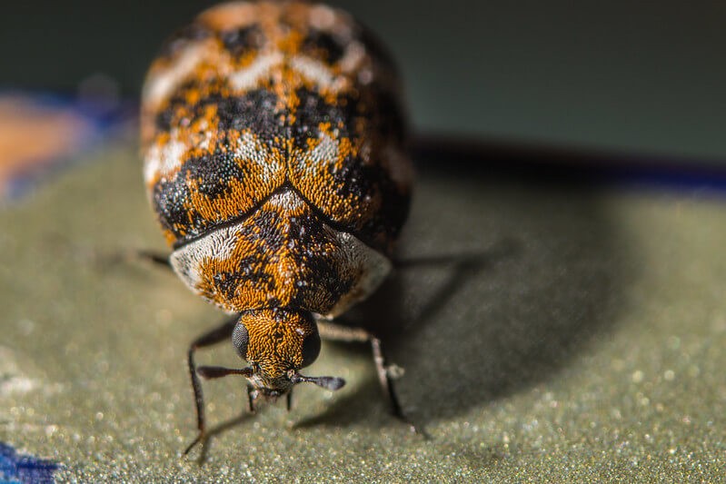 very close macro image of a varied carpet beetle