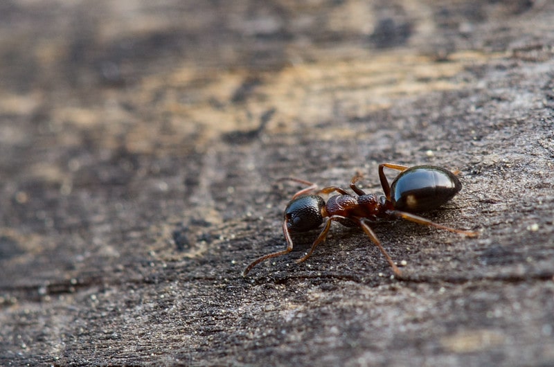 Close up of a black ant