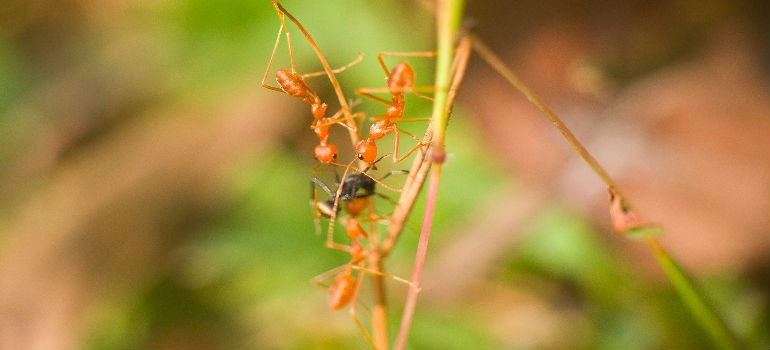 ants in the garden