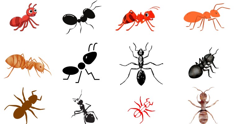 uk ant species