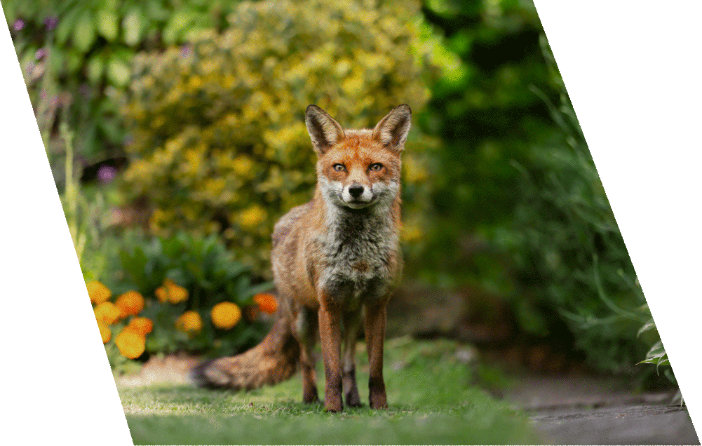 Pest control for foxes in London - What does the fox say