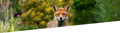 Pest control for foxes in London - What does the fox say