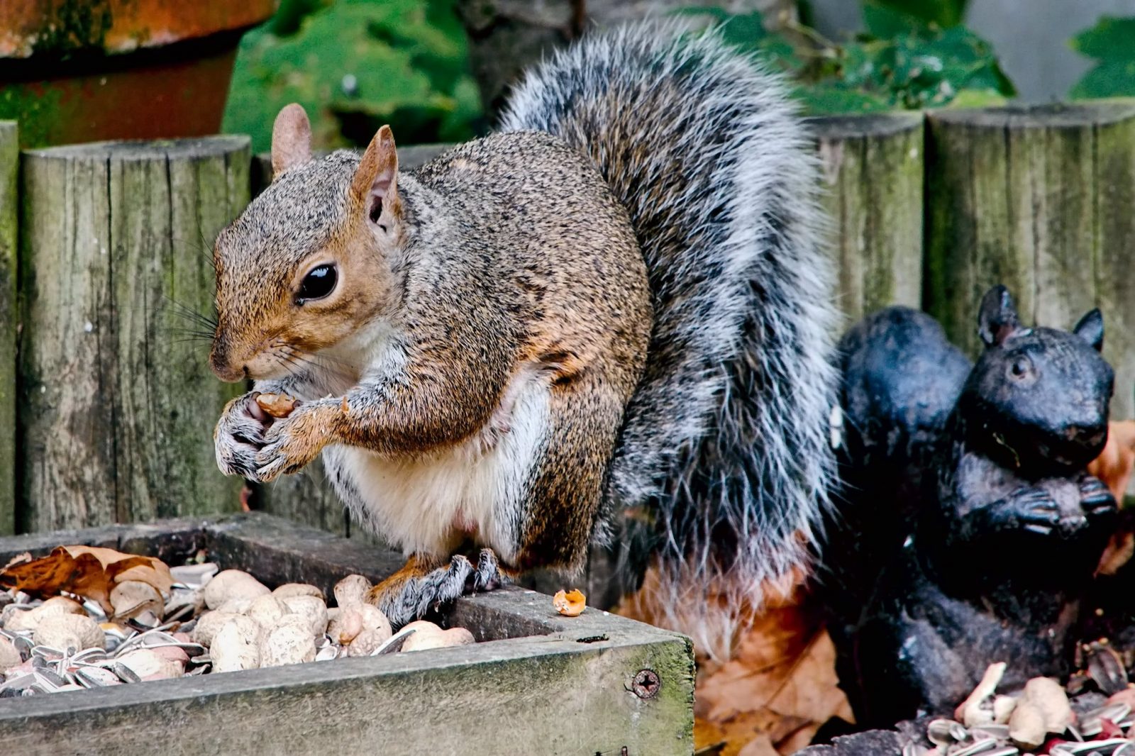 Grey Squirrel