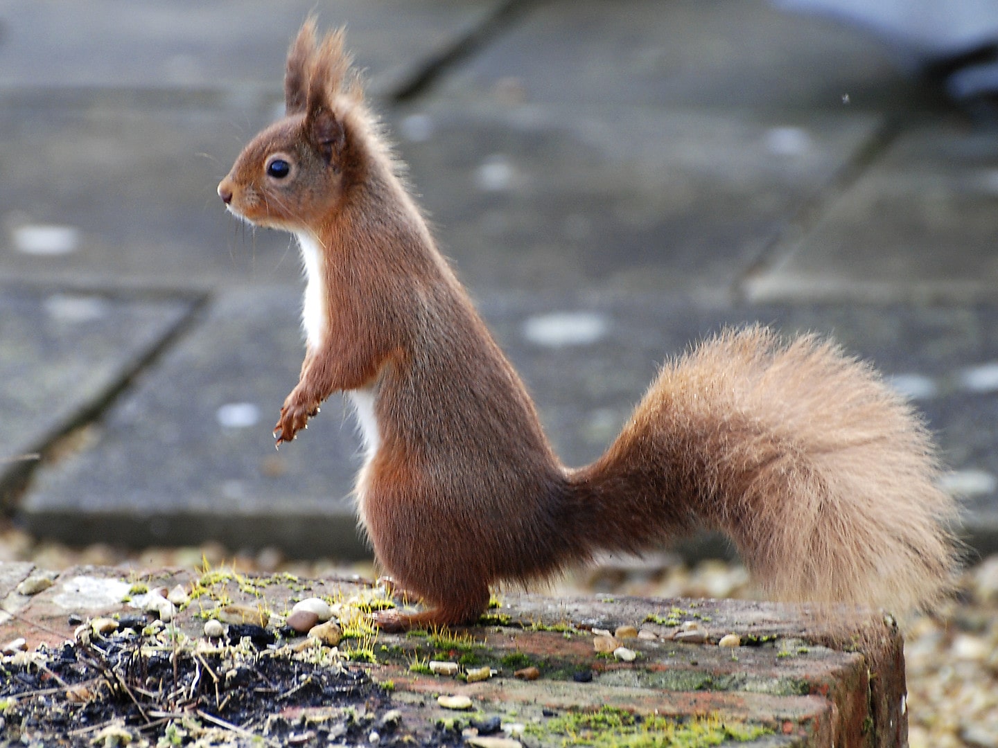 Baby Red Fox Squirrel