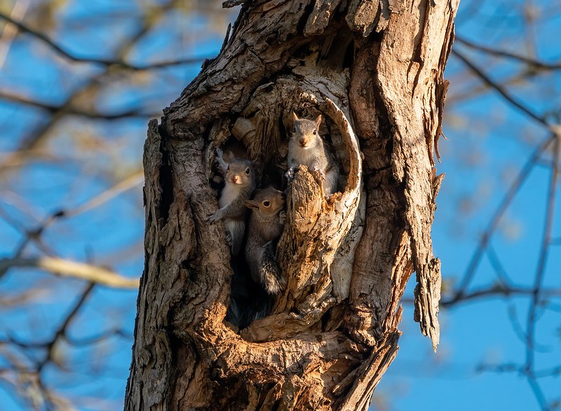 Squirrels nesting in a tree hole