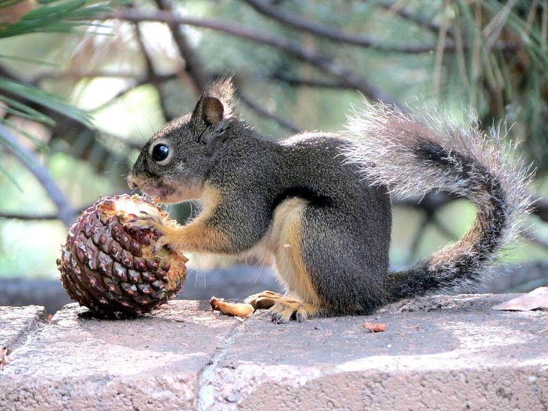 Squirrel Eating Pine Cone 