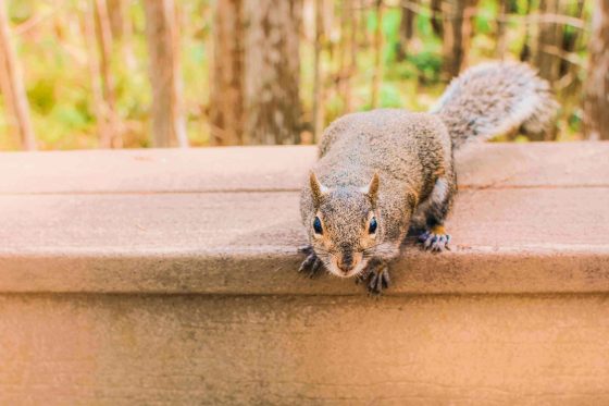 a grey squirrel on property