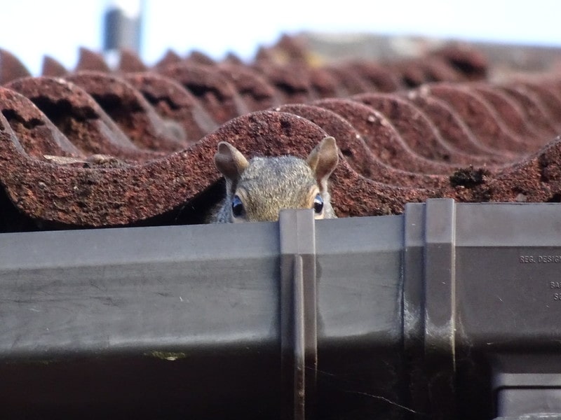 Grey squirrel hiding inside a gutter