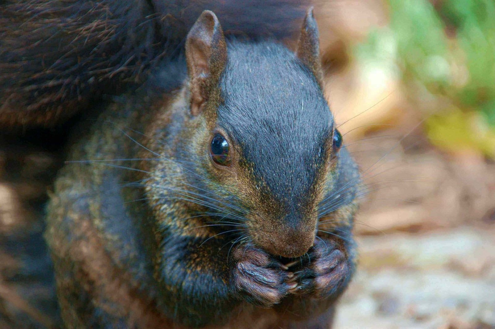 serious squirrel