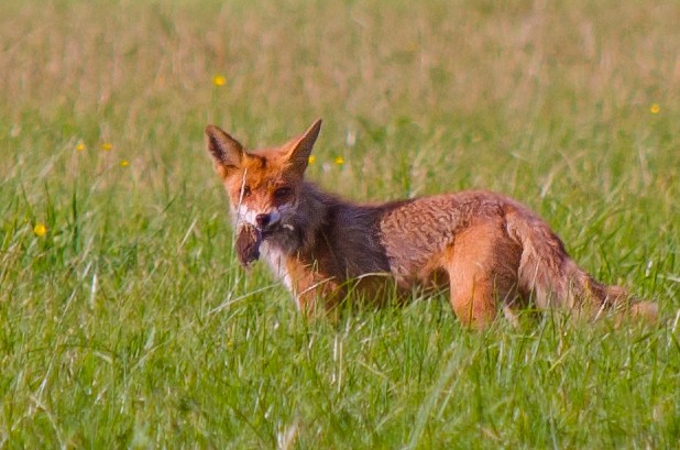 Fox eating mole