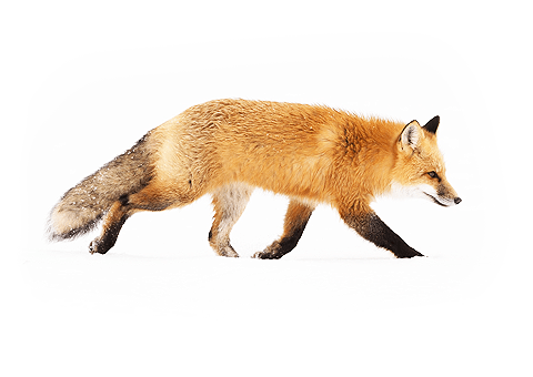 Fox, Species, Habitat, Behavior, & Facts