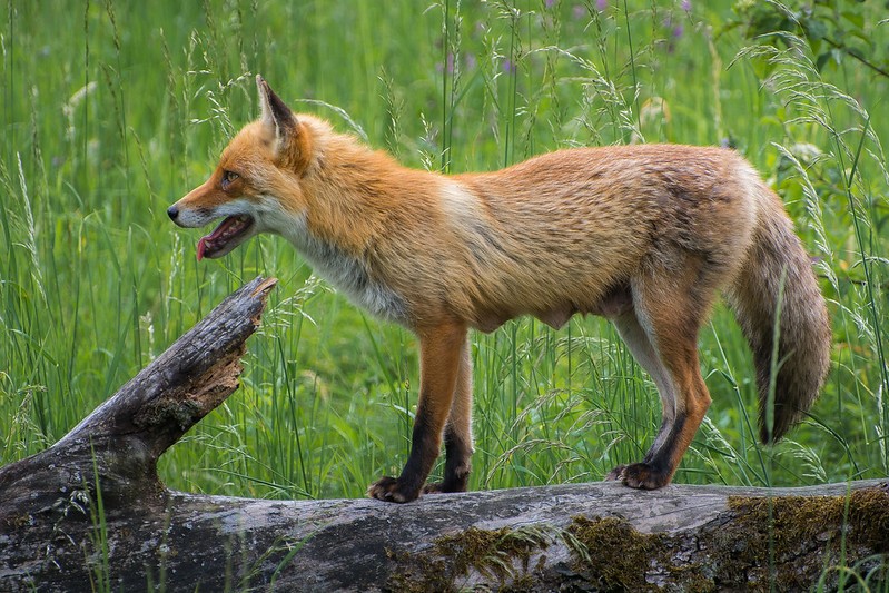Red fox in the uk