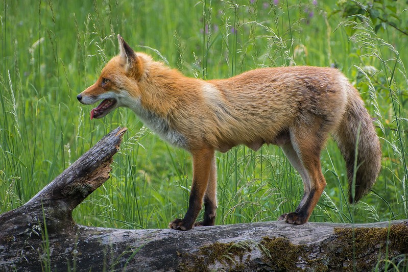 will a red fox attack my dog