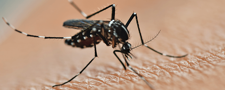 asian tiger mosquito