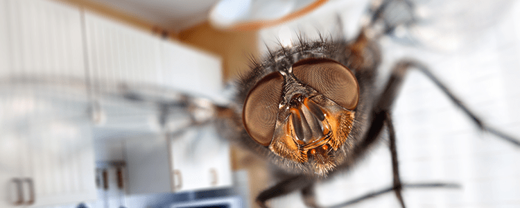 Get Rid of House Flies: House Fly Control Information