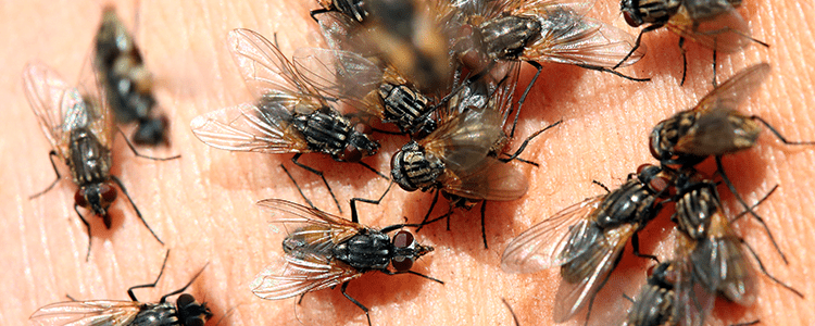 fly-lifespan-fantastic-pest-control