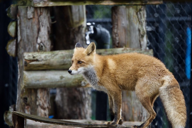 Red fox in the garden