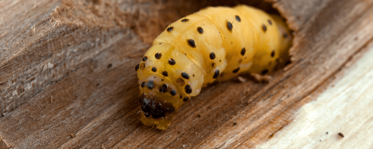 How to Get Rid of a Woodworm Infestation | Fantastic Pest Control