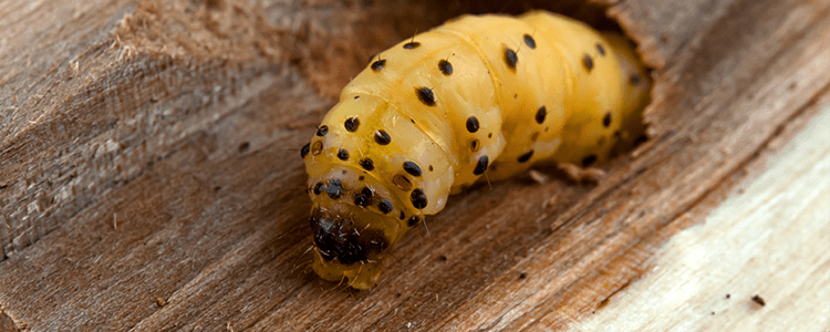 woodworm in the wood