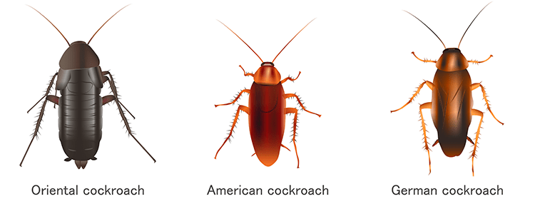 Types of Cockroaches in the UK | Fantastic Pest Control