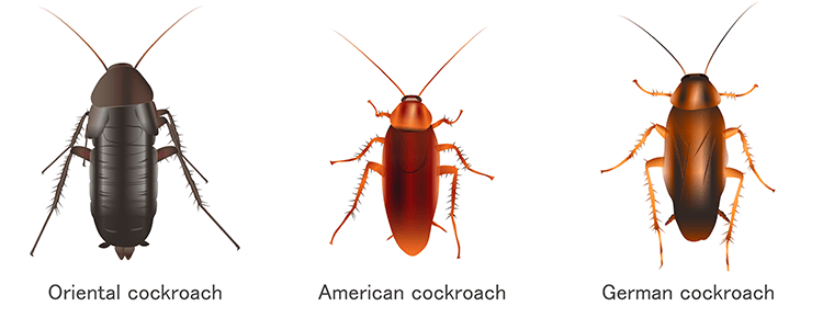 german roach life cycle