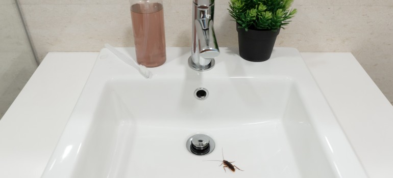 cockroaches in the bathroom or kitchen sink