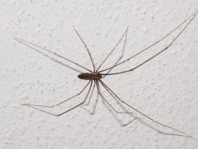 cellar daddy long leg spider