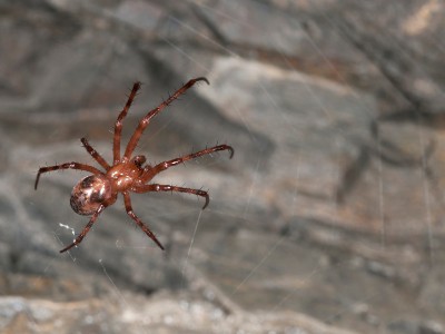 Meta Menardi European Cave Spider 